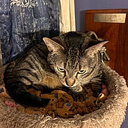 Piper is registered to the contest to win money with this photo: animal, blanket, cat, cat_bed, closeup, cozy, curtains, ears, feline, fur, home, indoor, pattern, pet, plaque, resting, sleepy, tabby_cat, whiskers, wood