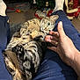 Piper joined the competition — help win amazing prizes! cat, tabby_cat, person, hand, legs, blue_pants, white_socks, indoor, carpet, holiday_decorations, christmas_tree, gifts, toys, relaxing, pet, feline, playful, close_up, cozy, home