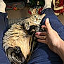 Piper is registered to the contest to win money with this photo: cat, tabby_cat, person, hand, paw, legs, socks, pants, indoor, living_room, christmas_tree, holiday_decorations, relaxation, pet, furniture, cozy, festive, interaction, domestic, cute