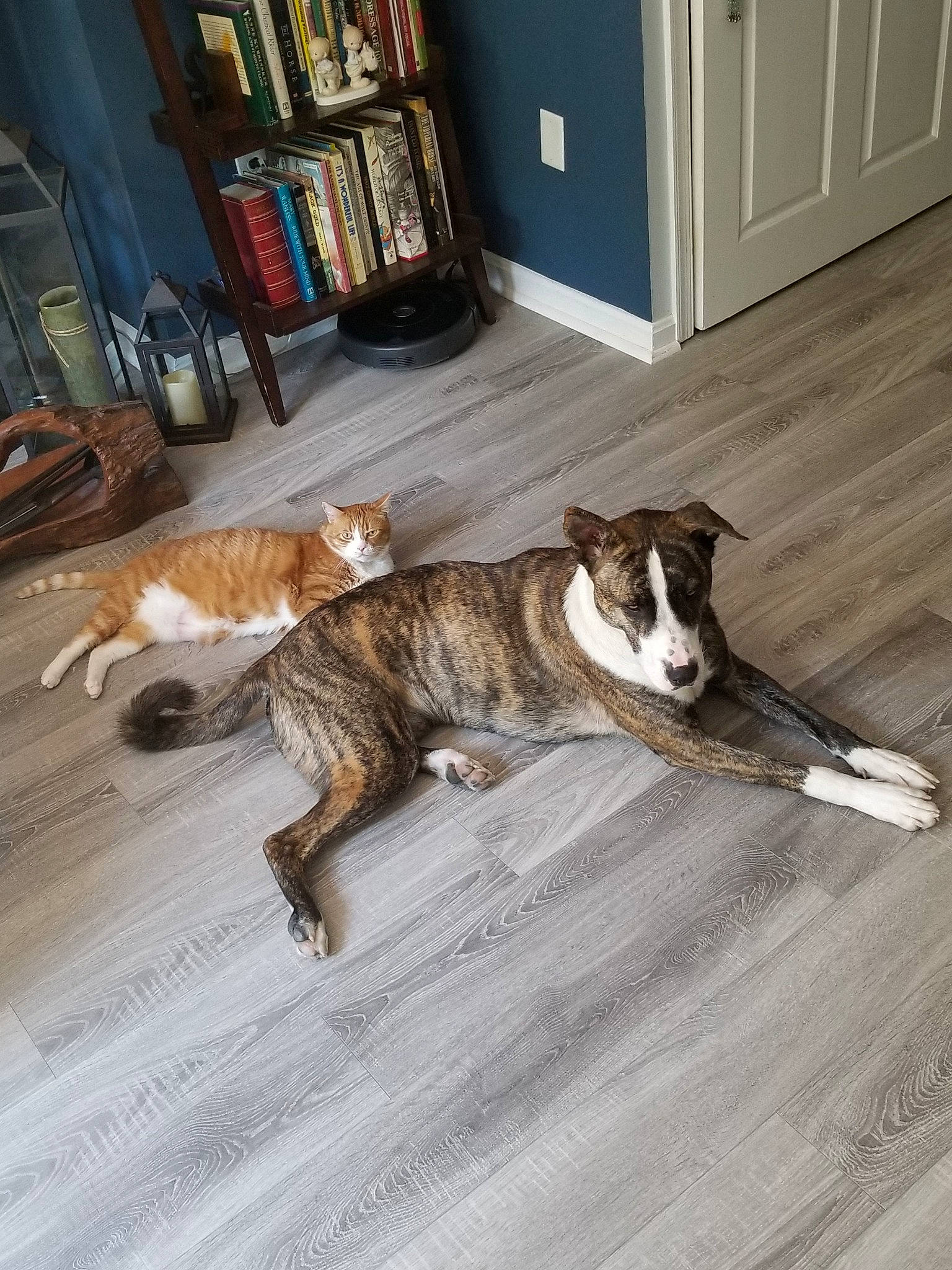 Dug is registered to the contest to win money with this photo: bookcase, brown, cabinetry, carnivore, comfort, companion_dog, dog, dog_breed, fawn, felidae, floor, flooring, hardwood, picture_frame, room, shelf, shelving, small_to_medium_sized_cats, tail, wood