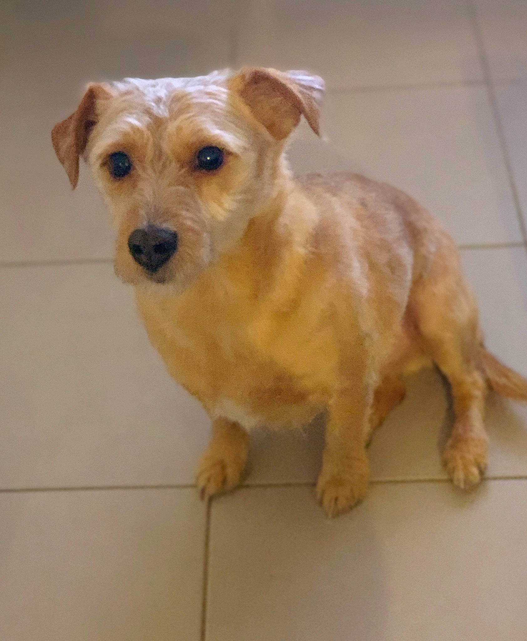 Georges participe au concours pour gagner de l'argent avec cette photo : cairn_terrier, canidae, carnivore, companion_dog, dog, dog_breed, dutch_smoushond, fawn, mammal, norfolk_terrier, rare_breed_dog, snout, sporting_group, sporting_lucas_terrier, terrier, vertebrate, whiskers