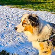 Aribo a rejoint le concours — aidez-le/la à gagner de superbes lots ! animal, australian_shepherd, canine, cold, colorful, daylight, dog, field, fur, grass, leash, mammal, nature, outdoor, pet, side_view, snow, sunlight, walking_harness, winter