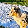 animal, australian_shepherd, canine, cold, colorful, daylight, dog, field, fur, grass, leash, mammal, nature, outdoor, pet, side_view, snow, sunlight, walking_harness, winter