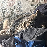 Jasmine is registered to the contest to win money with this photo: cat, clothing, comfort, couch, cozy, fabric, floral_pattern, fur, home, indoor, pet, pile, relaxing, resting, sleeping, soft_light, tabby_cat, texture, upholstery, whiskers