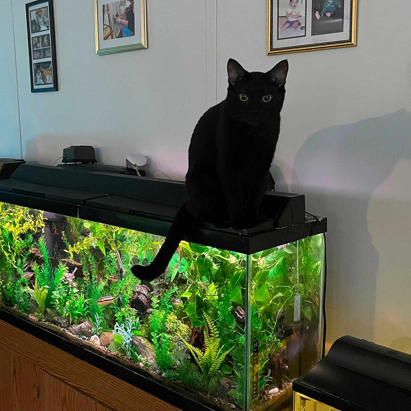 Kaden is registered to the contest to win money with this photo: animal, aquarium, black_cat, curious, fish, fish_tank, green_plants, home_decor, indoor, lighting, pet, quiet, reflection, room, shadow, sitting, still_life, tank_lid, wall, wooden_stand
