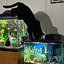animal, aquarium, balancing, black_cat, cat, colorful, curious, fish, fish_tank, glass, home, indoor, lighting, pet, plants, rocks, shadow, tank, water, wooden_furniture