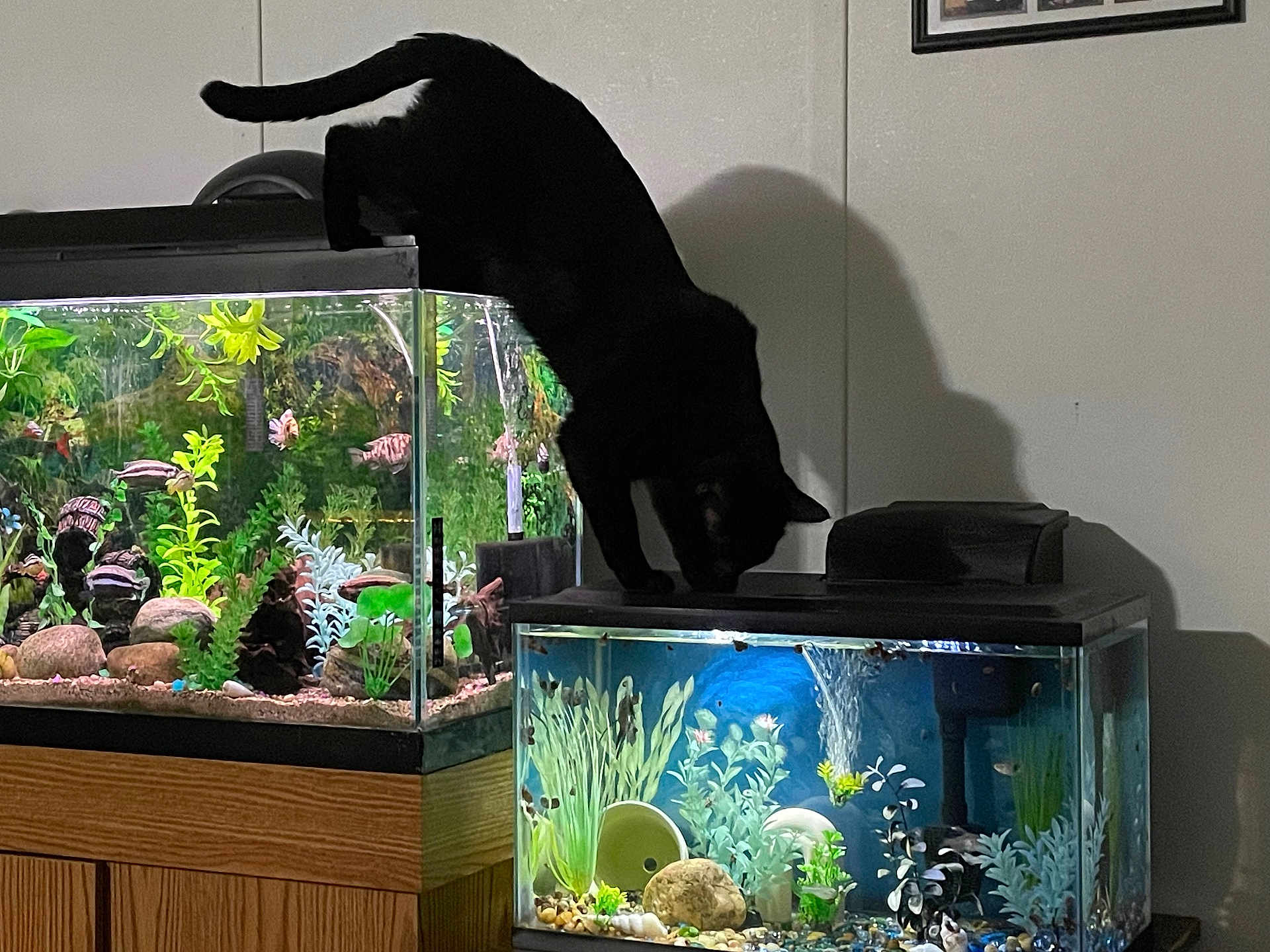 Mabel is registered to the contest to win money with this photo: cat, black_cat, fish_tank, aquarium, fish, water, plants, rocks, indoor, wooden_furniture, pet, animal, shadow, glass, tank, home, curious, balancing, colorful, lighting