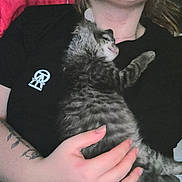 Harley participe au concours pour gagner de l'argent avec cette photo : animal, black_shirt, cat, closeup, comfort, cuddle, cute, fur, hand, indoor, kitten, nap, person, pet, relaxation, resting, sleeping, soft, striped, tattoo