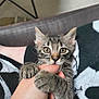 Harley participe au concours pour gagner de l'argent avec cette photo : animal, bite, blanket, cat, claw, closeup, couch, cute, fur, furniture, hand, human, indoor, kitten, paw, pet, playful, tabby, whiskers, young