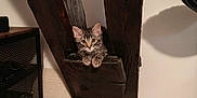 Harley a rejoint le concours — aidez-le/la à gagner de superbes lots ! animal, beam, cat, cozy, curious, cushion, cute, ears, floor, furniture, home, indoor, kitten, pet, resting, shelf, small, tabby, whiskers, wood
