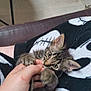 Harley a rejoint le concours — aidez-le/la à gagner de superbes lots ! animal, blanket, cat, couch, cozy, cute, ears, eyes, fingers, floor, fur, hand, indoor, kitten, nibble, person, pet, playing, tabby, wooden_table