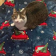 Noah is registered to the contest to win money with this photo: cat, one-eyed_cat, tabby, white_fur, blanket, holiday_theme, christmas_tree, red_truck, puppy_pattern, snowflake_pattern, indoor, pet, animal, cozy, cute, fur, resting, looking_up, floor, decorative