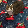 cat, one-eyed_cat, tabby, white_fur, blanket, holiday_theme, christmas_tree, red_truck, puppy_pattern, snowflake_pattern, indoor, pet, animal, cozy, cute, fur, resting, looking_up, floor, decorative