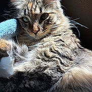Ginger joined the competition — help win amazing prizes! cat, tabby, fluffy, fur, whiskers, close_up, sunlight, relaxed, pet, animal, indoor, cozy, comfort, mammal, cute, feline, portrait, laying, soft, texture