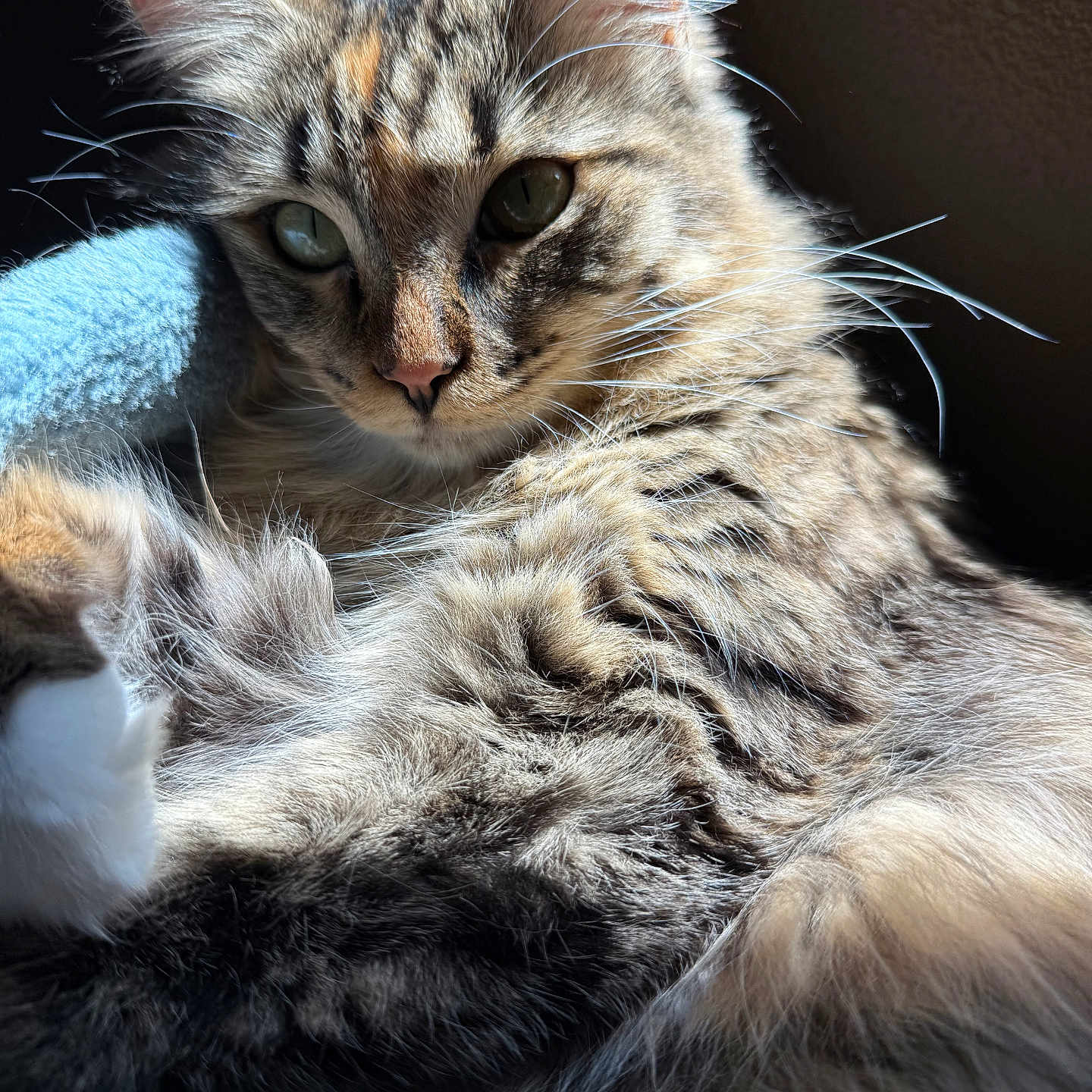 Ginger joined the competition — help win amazing prizes! animal, cat, close_up, comfort, cozy, cute, feline, fluffy, fur, indoor, laying, mammal, pet, portrait, relaxed, soft, sunlight, tabby, texture, whiskers