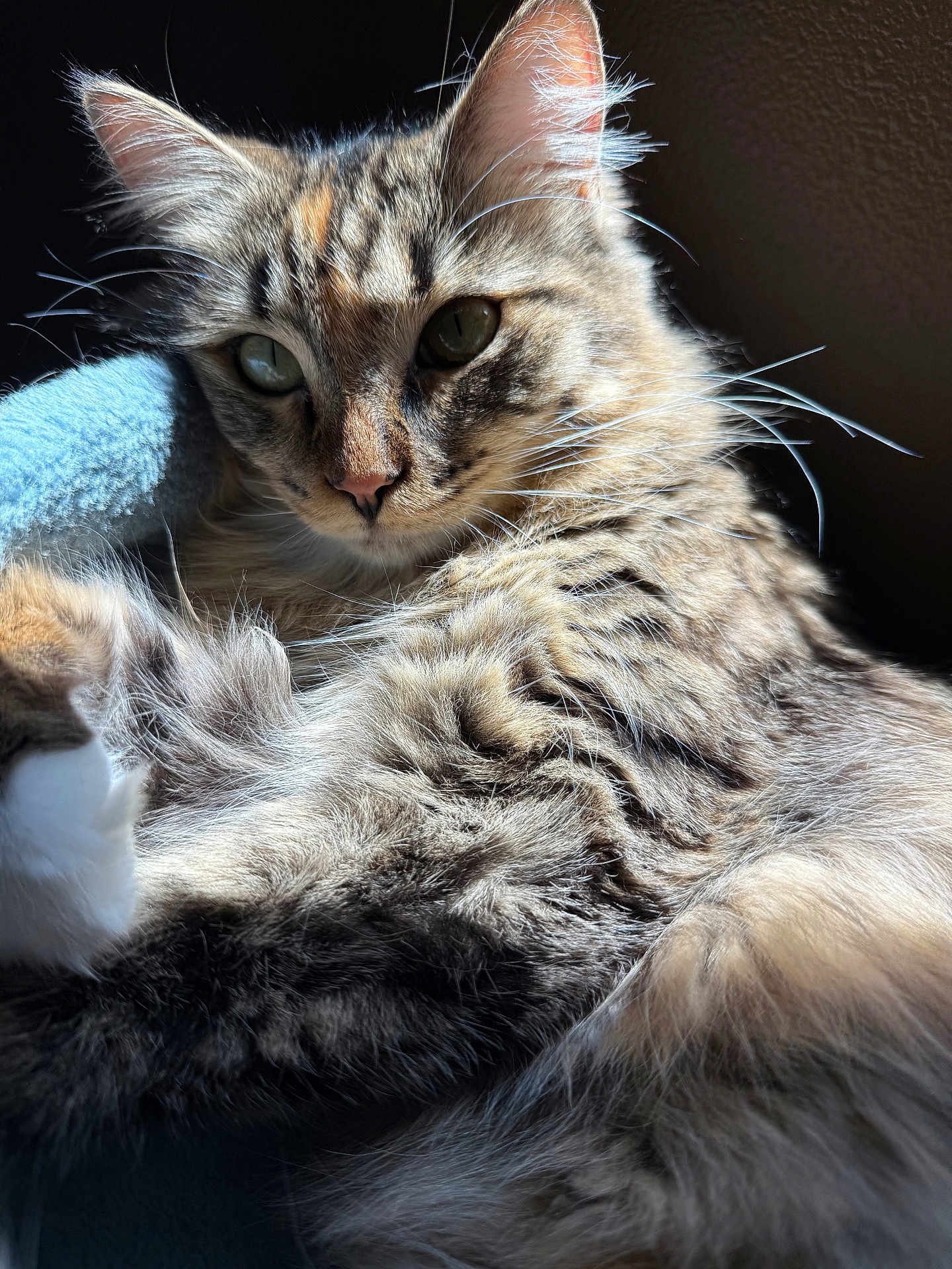Ginger joined the competition — help win amazing prizes! cat, tabby, fluffy, fur, whiskers, close_up, sunlight, relaxed, pet, animal, indoor, cozy, comfort, mammal, cute, feline, portrait, laying, soft, texture