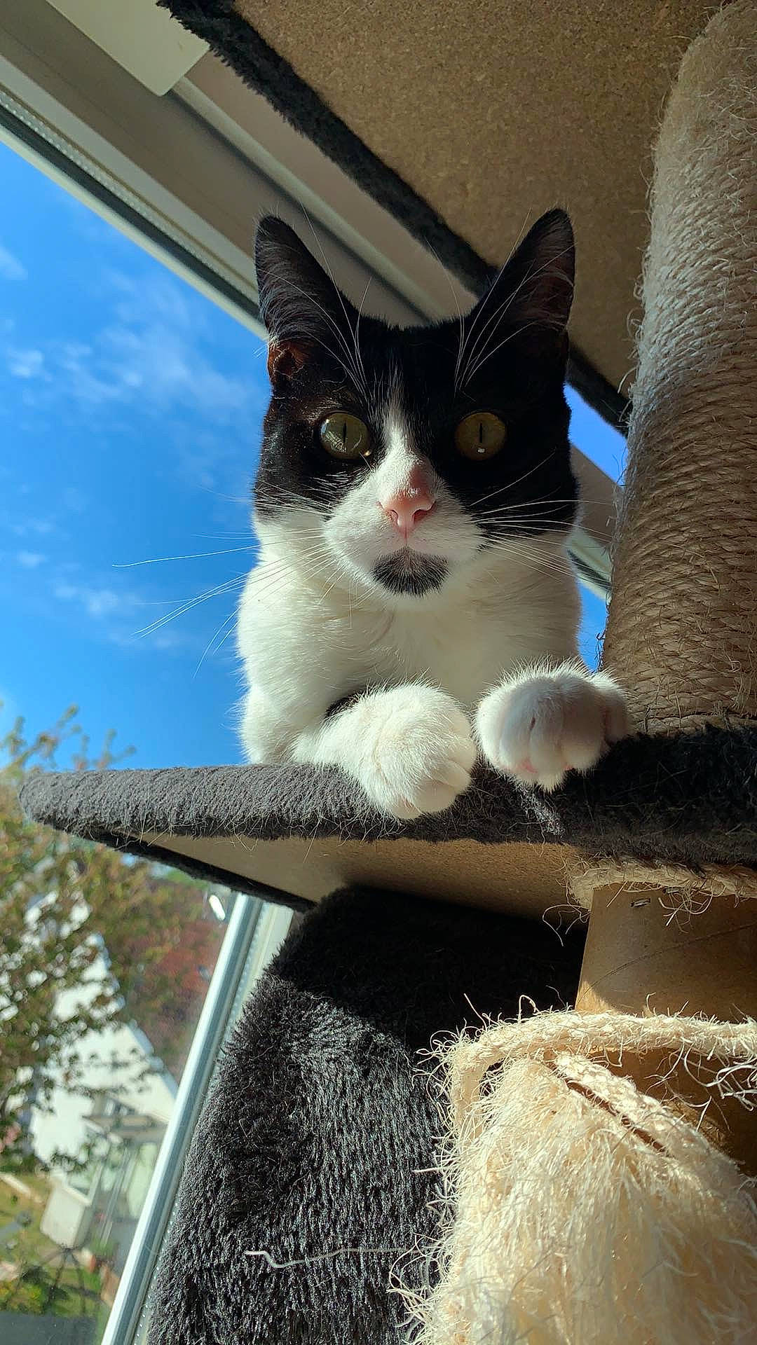 Alya Et Moula participe au concours pour gagner de l'argent avec cette photo : aegean_cat, carnivore, cat, domestic_short_haired_cat, european_shorthair, felidae, kitten, ojos_azules, polydactyl_cat, sky, small_to_medium_sized_cats, turkish_van, whiskers, window