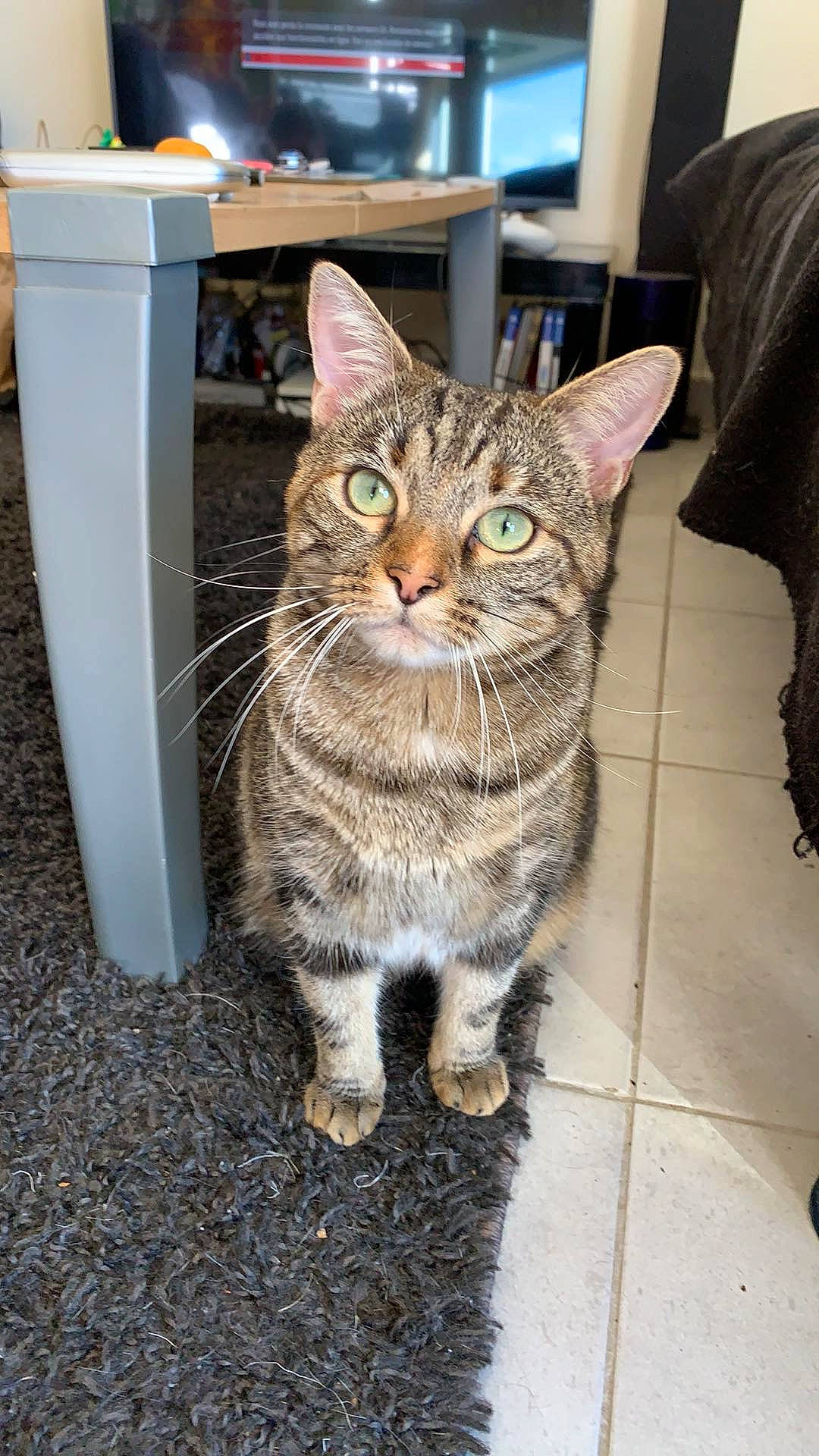 Alya Et Moula participe au concours pour gagner de l'argent avec cette photo : aegean_cat, american_shorthair, asian, bengal, california_spangled, carnivore, cat, domestic_short_haired_cat, dragon_li, european_shorthair, felidae, kitten, kurilian_bobtail, mammal, small_to_medium_sized_cats, tabby_cat, toyger, vertebrate, whiskers, wild_cat