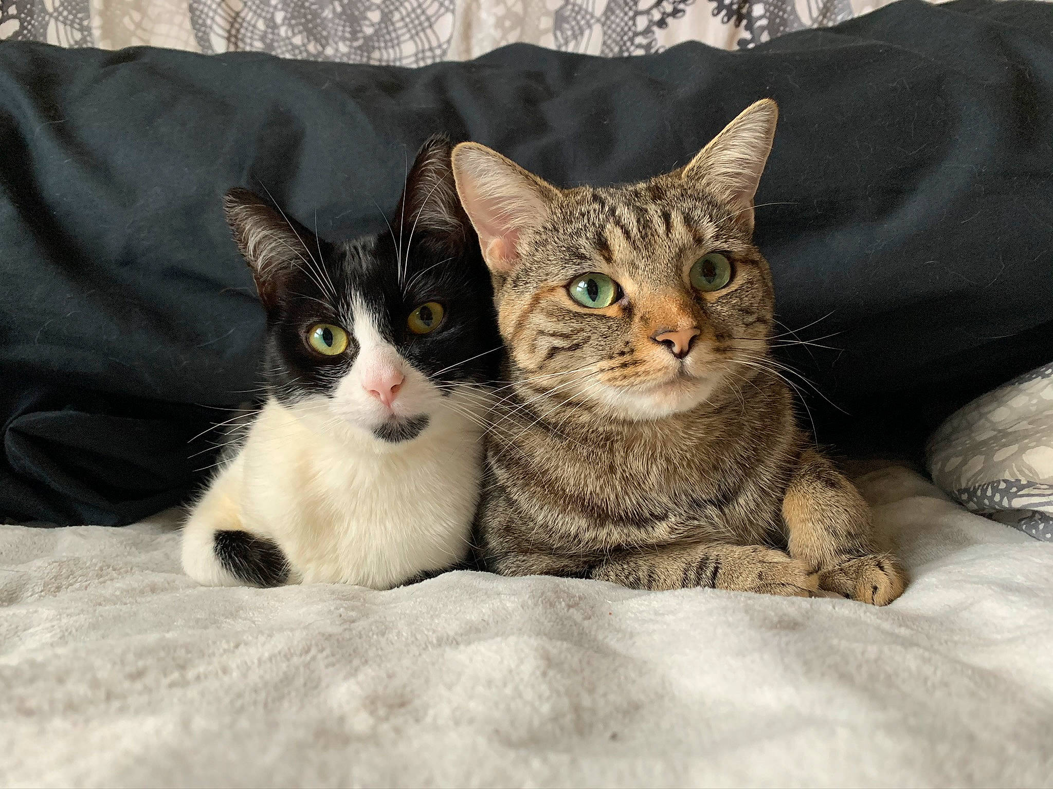 Alya Et Moula a rejoint le concours — aidez-le/la à gagner de superbes lots ! aegean_cat, american_shorthair, american_wirehair, arabian_mau, asian, australian_mist, carnivore, cat, domestic_short_haired_cat, egyptian_mau, european_shorthair, eye, felidae, kitten, mammal, small_to_medium_sized_cats, tabby_cat, vertebrate, whiskers, wildlife