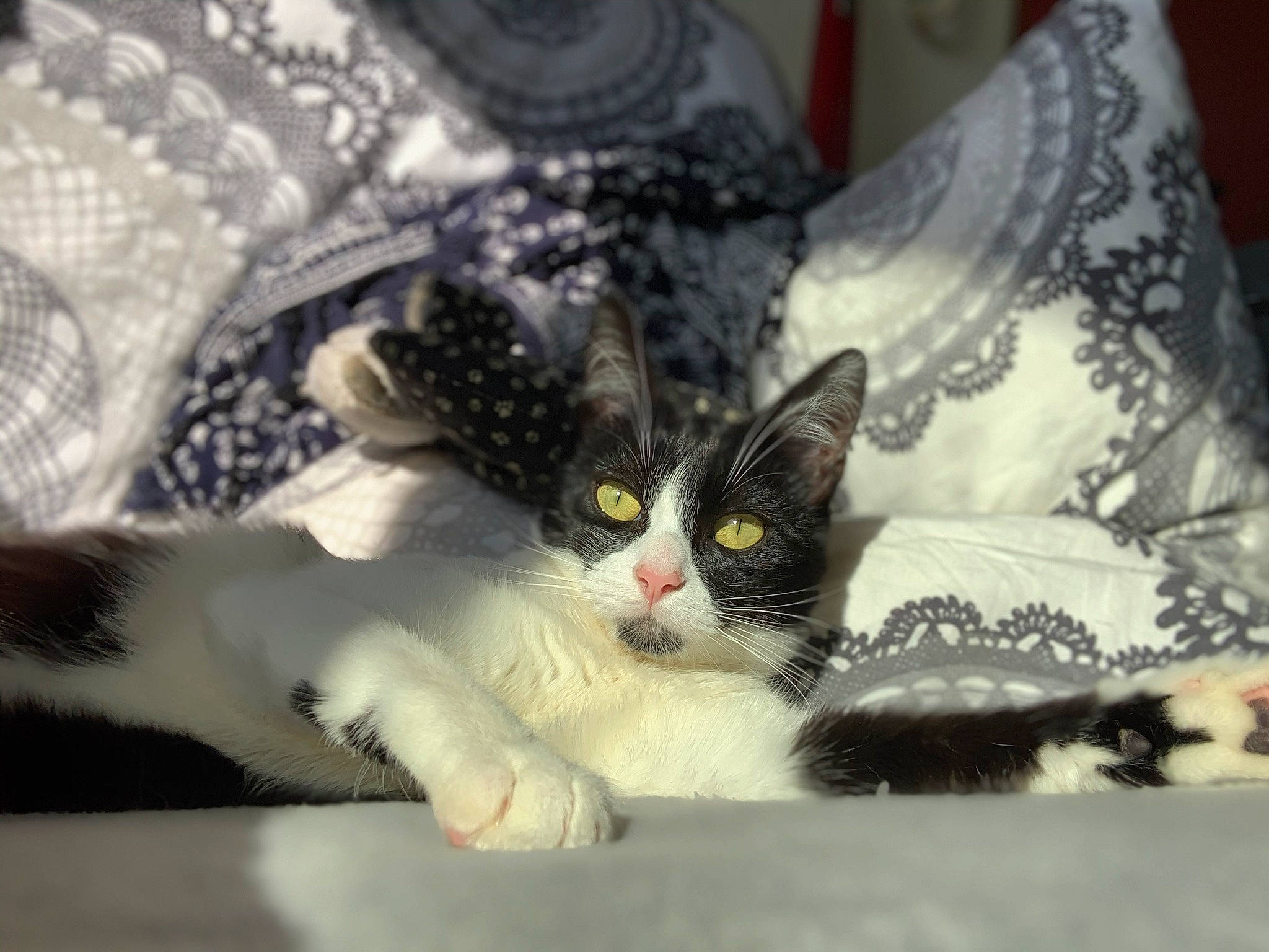 Alya Et Moula a rejoint le concours — aidez-le/la à gagner de superbes lots ! aegean_cat, american_curl, american_shorthair, american_wirehair, asian, carnivore, cat, domestic_short_haired_cat, european_shorthair, eye, felidae, fur, kitten, mammal, norwegian_forest_cat, paw, polydactyl_cat, small_to_medium_sized_cats, snout, whiskers