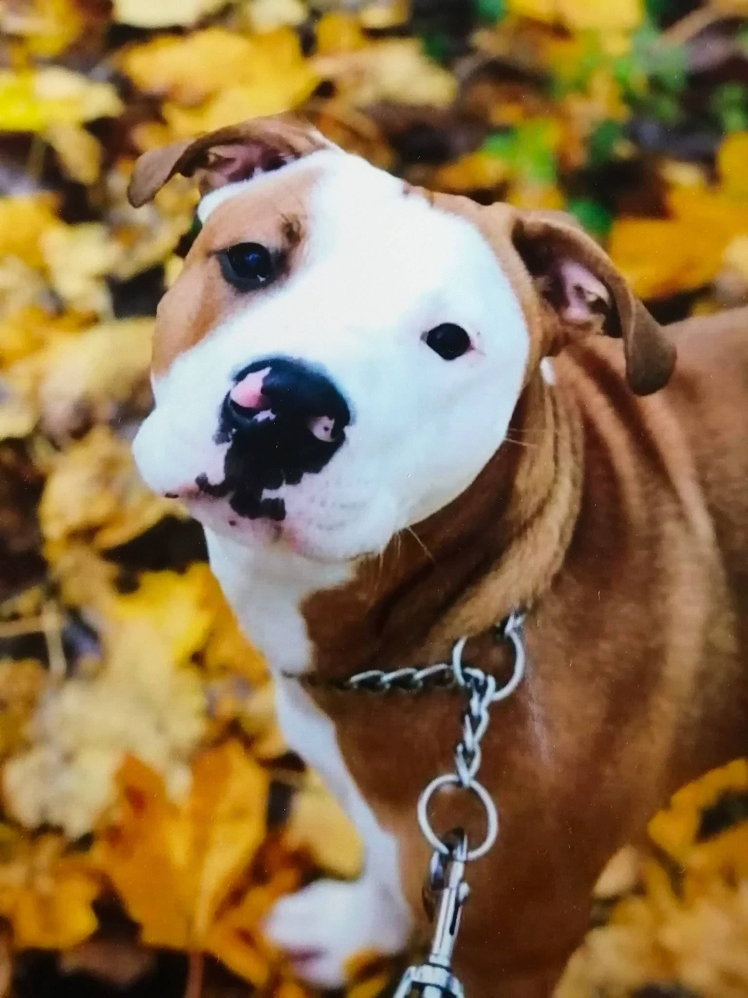 Drago joined the competition — help win amazing prizes! american_bulldog, american_pit_bull_terrier, american_staffordshire_terrier, bull_terrier, bulldog, canidae, carnivore, collar, dog, dog_breed, dog_collar, fawn, non_sporting_group, olde_english_bulldogge, pit_bull, puppy, snout, staffordshire_bull_terrier, terrier, valley_bulldog