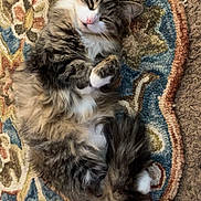 Pickles is registered to the contest to win money with this photo: animal, carpet, cat, cozy, curled_up, cute, domestic_cat, feline, fluffy, fur, indoor, patterned_rug, paws, pet, relaxed, resting, rug, sleepy, tabby, whiskers