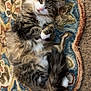 animal, carpet, cat, cozy, curled_up, cute, domestic_cat, feline, fluffy, fur, indoor, patterned_rug, paws, pet, relaxed, resting, rug, sleepy, tabby, whiskers