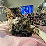 animal, bed, blanket, brown, casual, cat, fluffy, furniture, human_leg, indoor, pet, pink, relaxing, resting, room, screen, show, striped, television, white