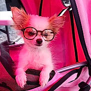 Marty joined the competition — help win amazing prizes! animal, chair, cute, dog, face, fashion, funny, furniture, glasses, indoors, looking_at_camera, pet, pet_accessory, pink, portrait, resting, screenshot, small_dog, social_media, text_overlay
