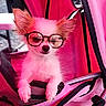 animal, chair, cute, dog, face, fashion, funny, furniture, glasses, indoors, looking_at_camera, pet, pet_accessory, pink, portrait, resting, screenshot, small_dog, social_media, text_overlay
