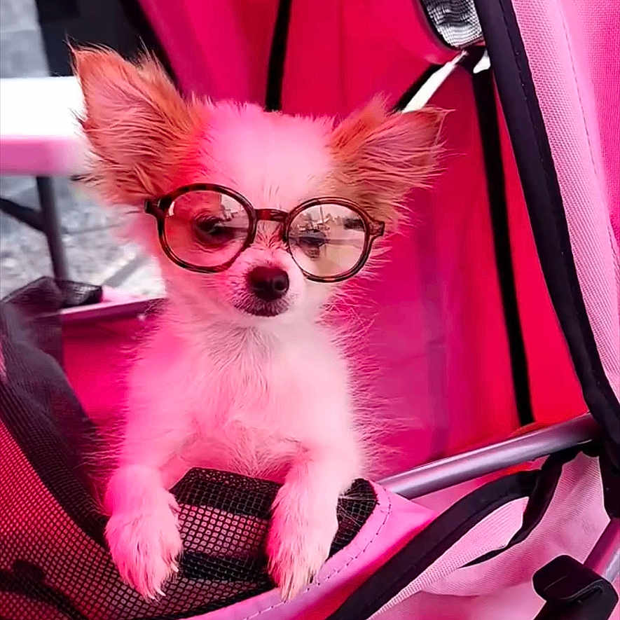 Marty joined the competition — help win amazing prizes! animal, chair, cute, dog, face, fashion, funny, furniture, glasses, indoors, looking_at_camera, pet, pet_accessory, pink, portrait, resting, screenshot, small_dog, social_media, text_overlay