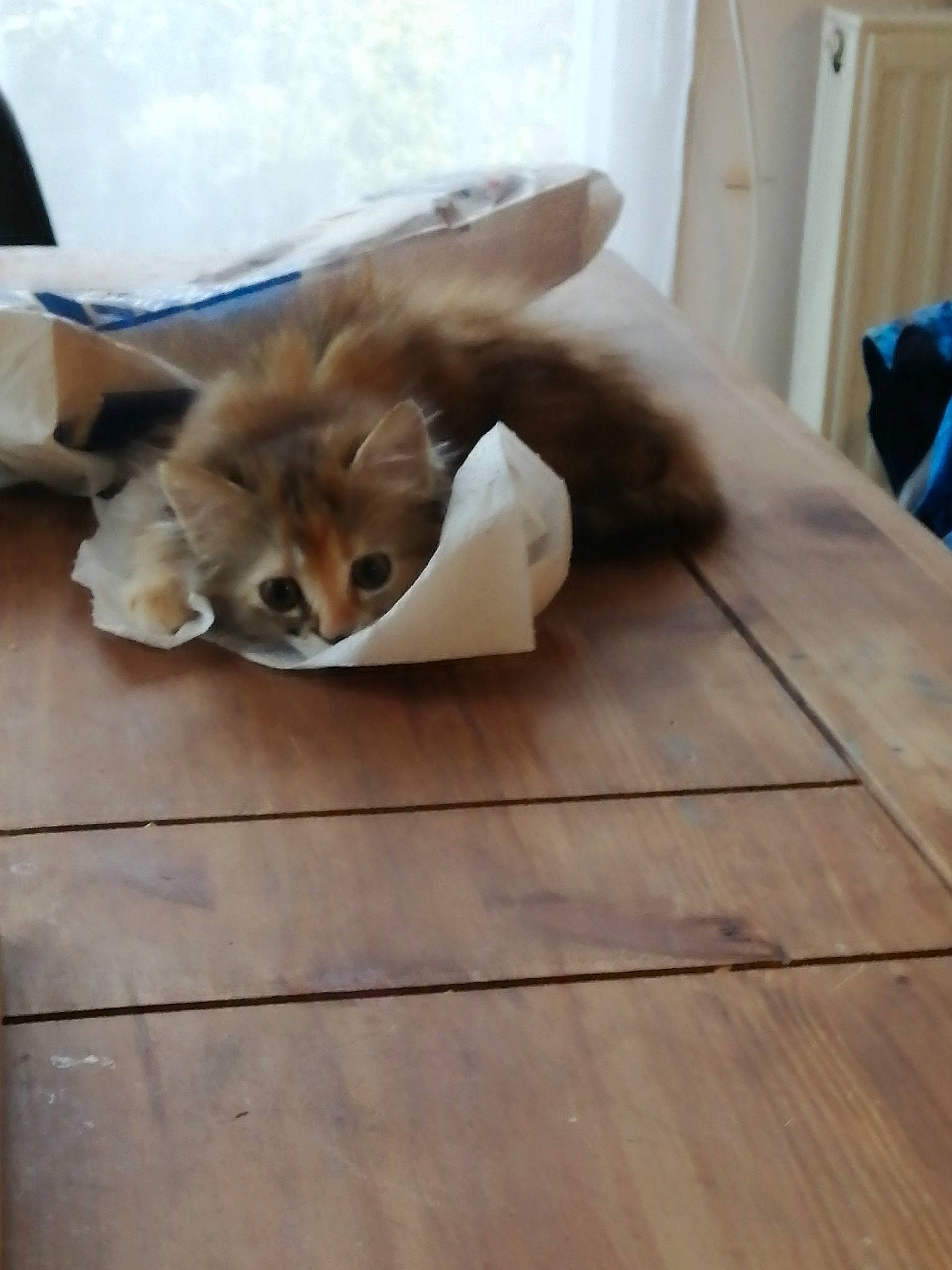 Poppy participe au concours pour gagner de l'argent avec cette photo : canidae, carnivore, cat, companion_dog, dog, dog_breed, fawn, felidae, floor, flooring, hardwood, laminate_flooring, mammal, puppy, somali, sporting_group, whiskers, wood, wood_flooring