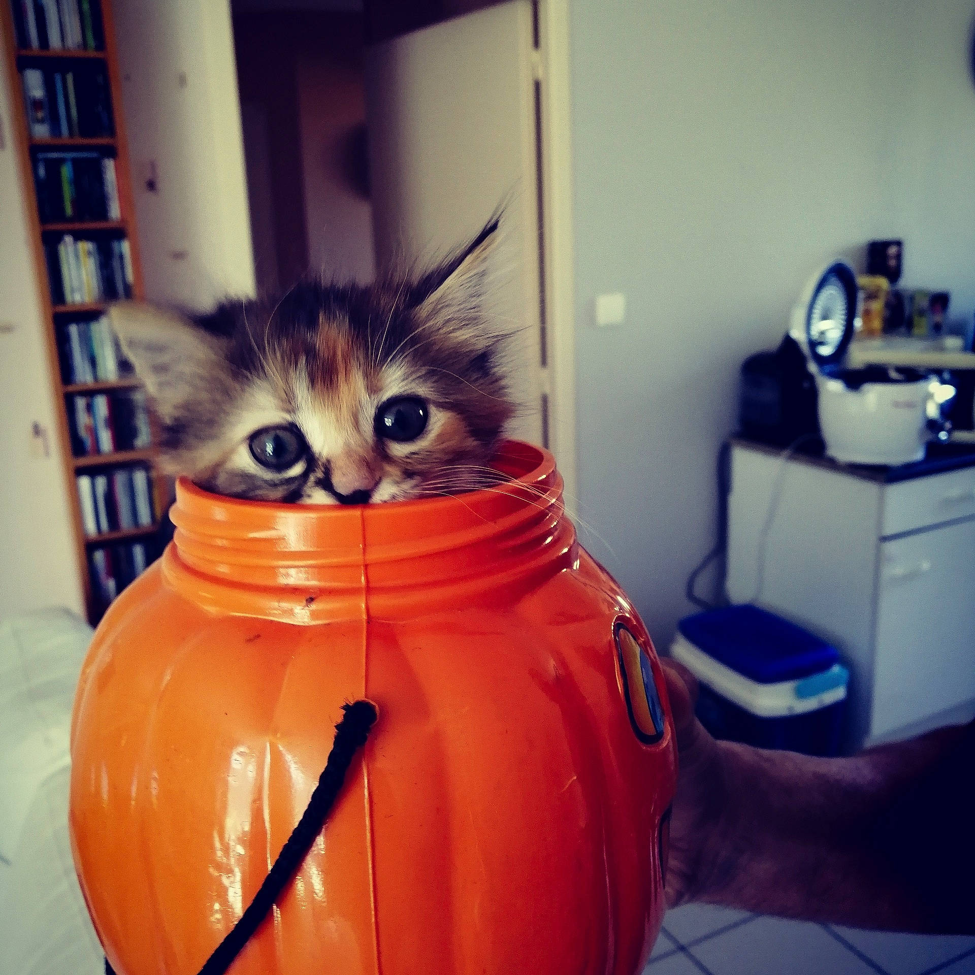 Poppy a rejoint le concours — aidez-le/la à gagner de superbes lots ! carnivore, cat, domestic_short_haired_cat, eye, felidae, kitten, orange, room, small_to_medium_sized_cats, whiskers