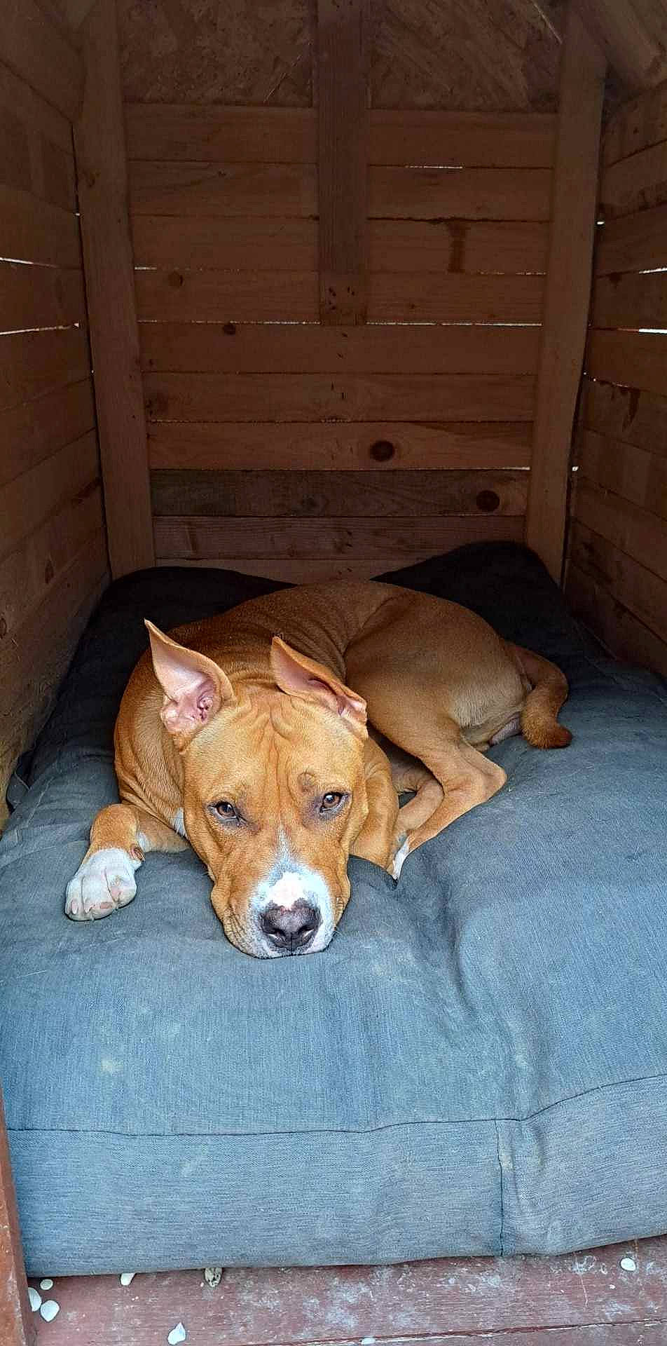 Yumi a rejoint le concours — aidez-le/la à gagner de superbes lots ! basenji, canidae, carnivore, comfort, companion_dog, dog, dog_breed, dog_supply, fawn, flooring, hardwood, hound, non_sporting_group, pet_supply, snout, sporting_group, tail, whiskers, wood, working_animal