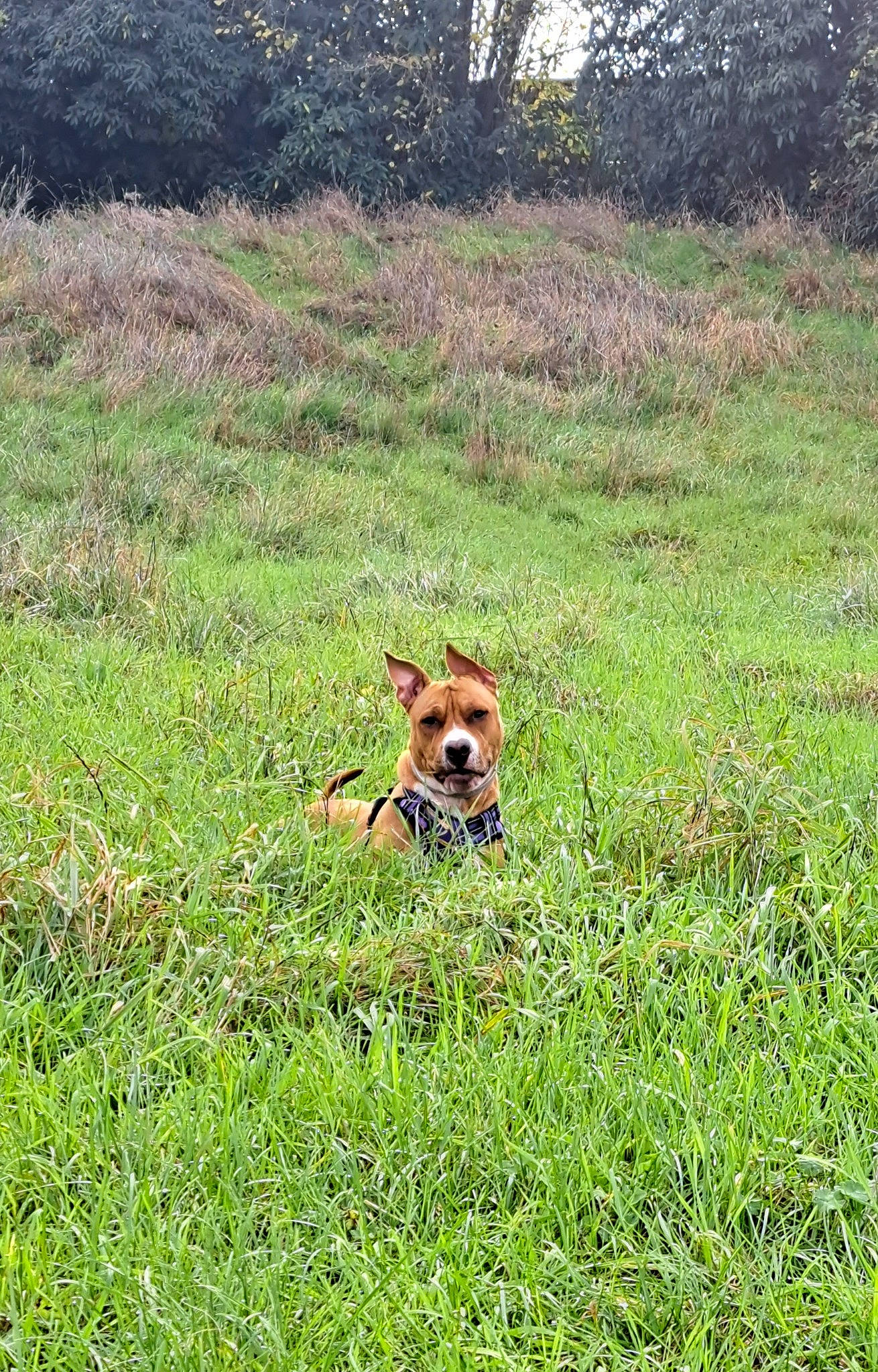 Yumi participe au concours pour gagner de l'argent avec cette photo : carnivore, dog, dog_breed, fawn, field, grass, grassland, groundcover, landscape, lawn, meadow, natural_landscape, pasture, plant, plant_community, prairie, shrub, shrubland, tree, wilderness