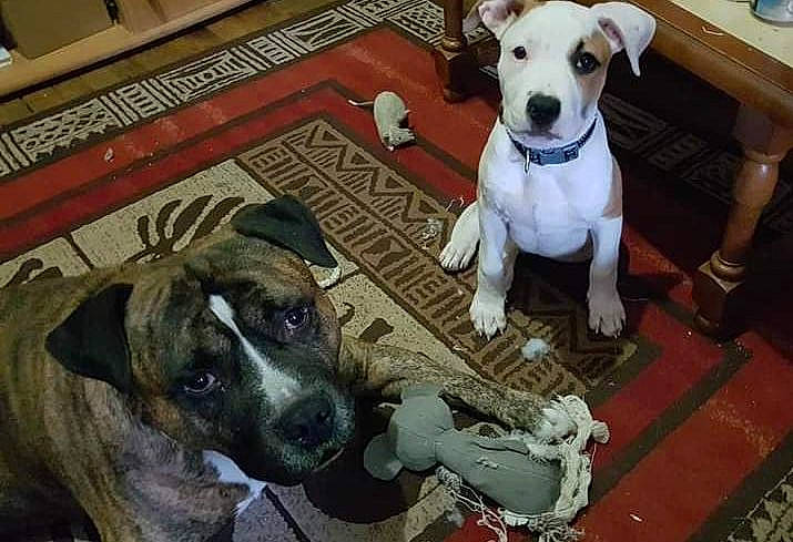 Izi a rejoint le concours — aidez-le/la à gagner de superbes lots ! canidae, carnivore, chair, collar, companion_dog, dog, dog_breed, dog_collar, dog_supply, fawn, flooring, fur, mammal, pet_supply, snout, sporting_group, terrier, vertebrate, whiskers, working_animal