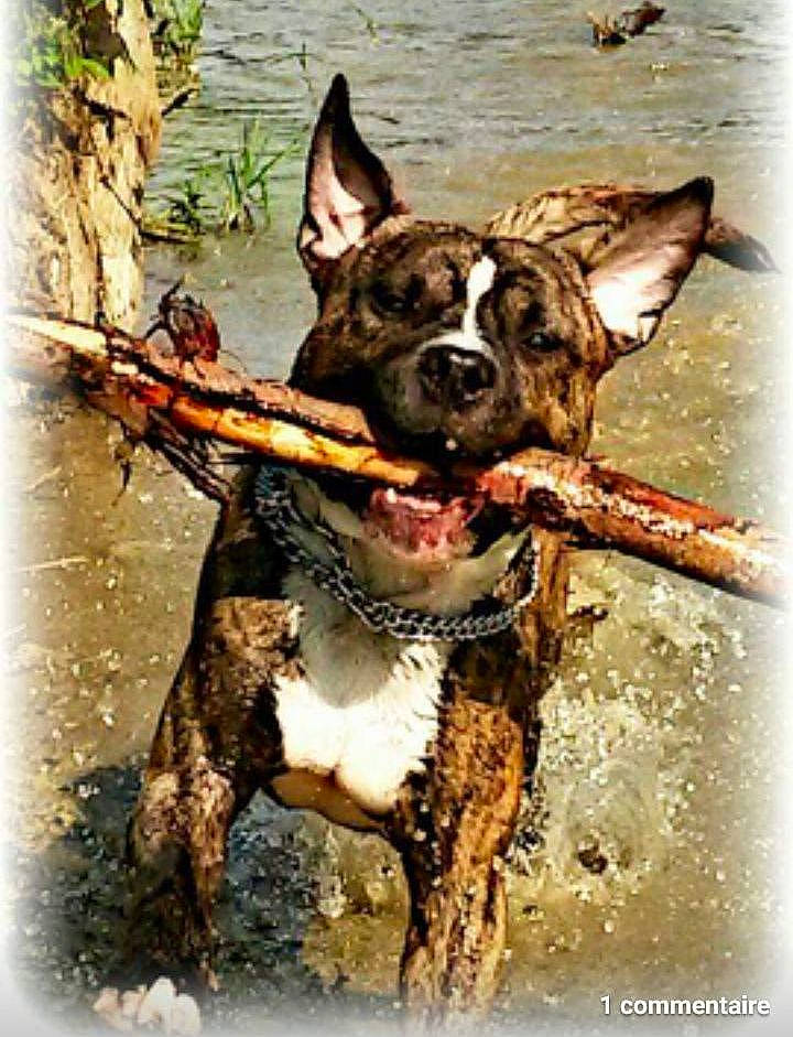 Izi participe au concours pour gagner de l'argent avec cette photo : art, bulldog, canidae, carnivore, collar, companion_dog, dog, dog_breed, dog_collar, dog_supply, fawn, leash, painting, rectangle, snout, sporting_group, stock_photography, terrier, water, working_animal