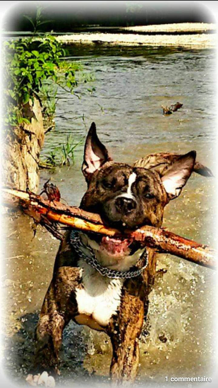 Izi participe au concours pour gagner de l'argent avec cette photo : australian_cattle_dog, boston_terrier, canidae, carnivore, collar, companion_dog, dog, dog_breed, dog_collar, fawn, herding_dog, leash, rectangle, snout, tail, water, window, wood, working_animal, working_dog