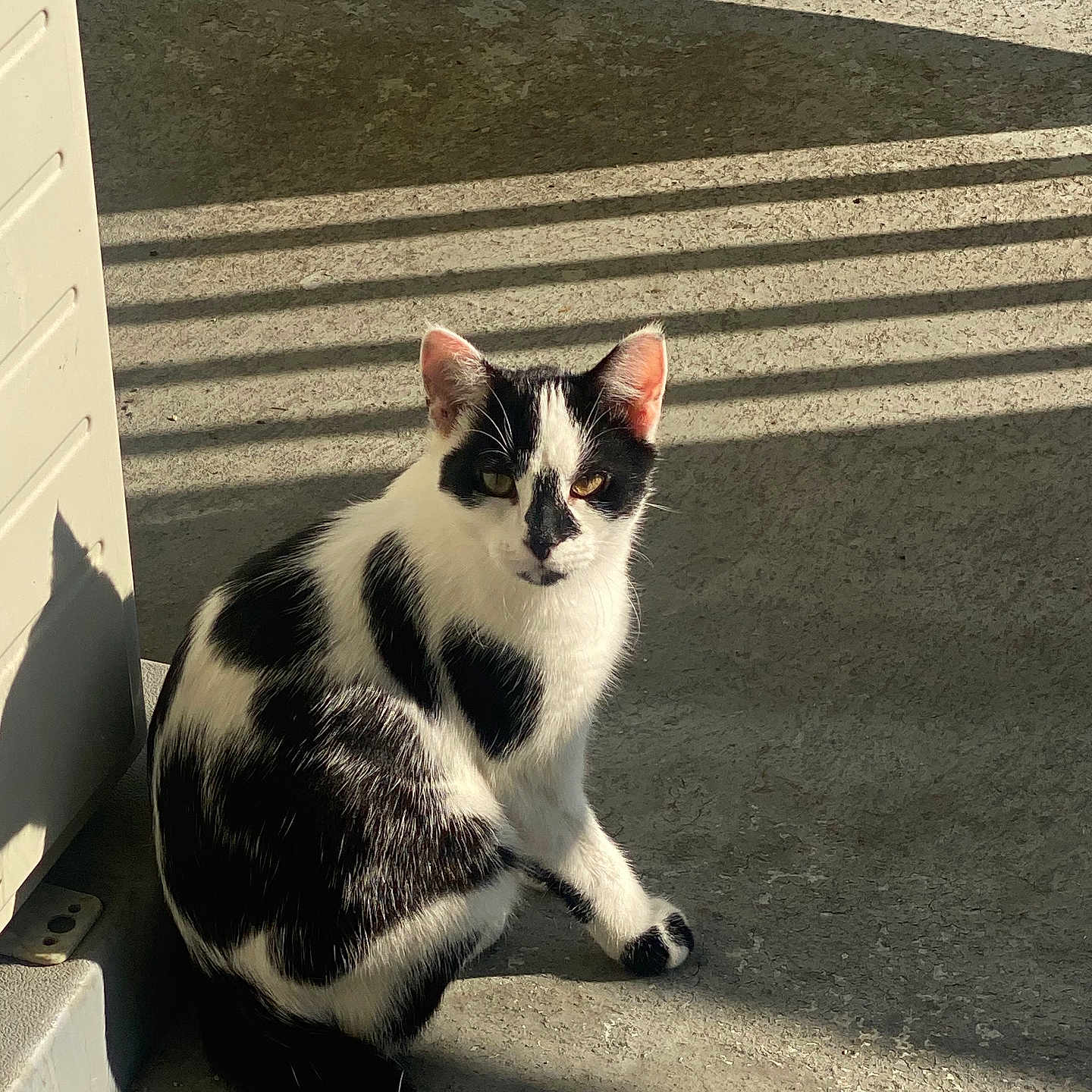 Mimi joined the competition — help win amazing prizes! animal, black_and_white, calm, cat, concrete, curious, daylight, domestic, ears, feline, nature, outdoor, pet, relaxed, shadow, sitting, striped_shadow, sunlight, tail, whiskers
