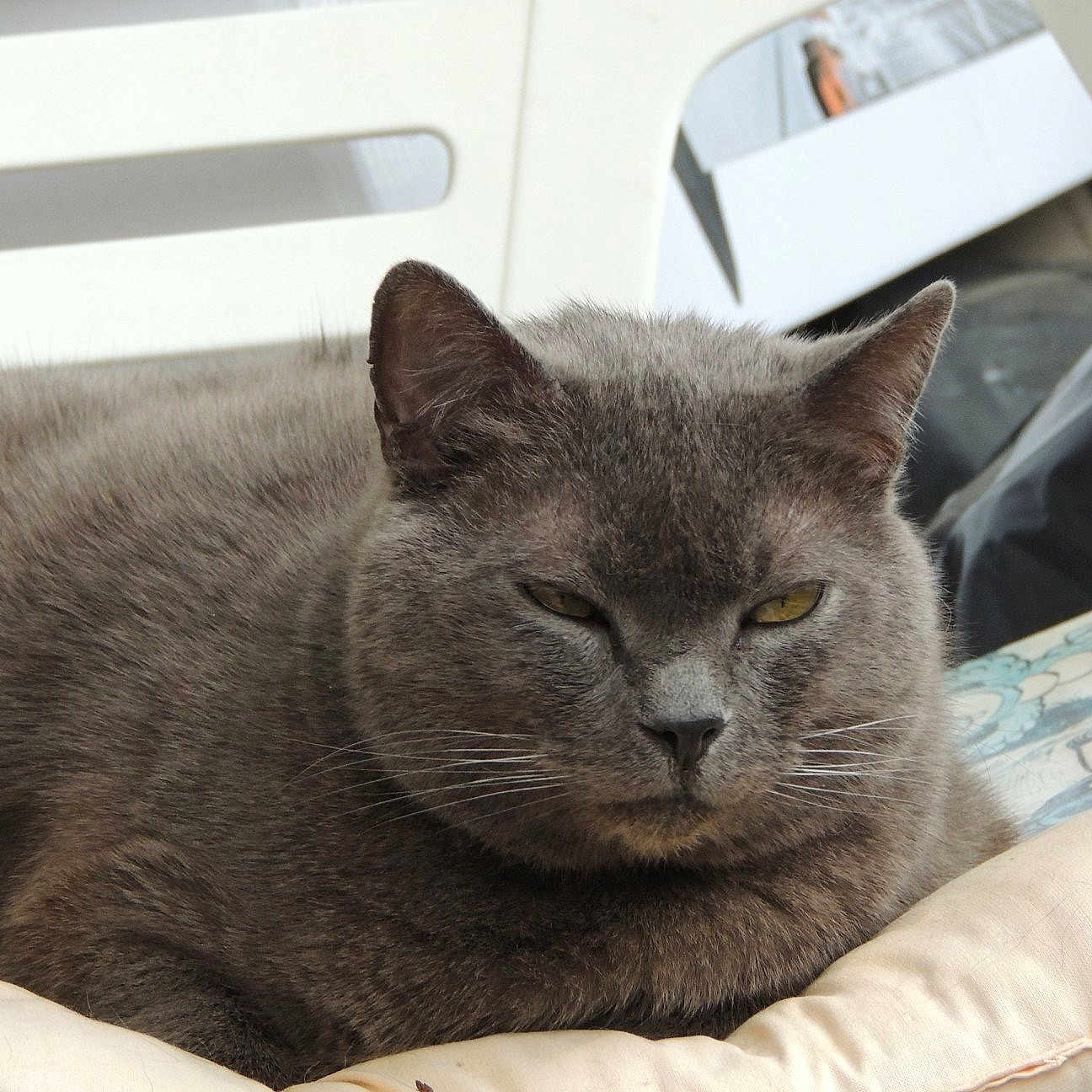 Velours participe au concours pour gagner de l'argent avec cette photo : asian, british_semi_longhair, british_shorthair, burmese, carnivore, cat, cat_bed, chartreux, comfort, domestic_short_haired_cat, european_shorthair, felidae, kitten, korat, mammal, nebelung, russian_blue, small_to_medium_sized_cats, whiskers