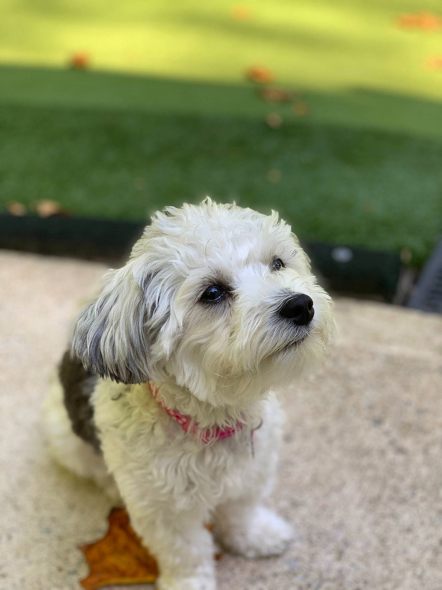 Berlin joined the competition — help win amazing prizes! canidae, carnivore, cockapoo, companion_dog, coton_de_tulear, dog, dog_breed, havanese, kyi_leo, maltepoo, maltese, mammal, petit_basset_griffon_vendeen, poodle_crossbreed, puppy, schnoodle, sporting_lucas_terrier, terrier, vertebrate, west_highland_white_terrier