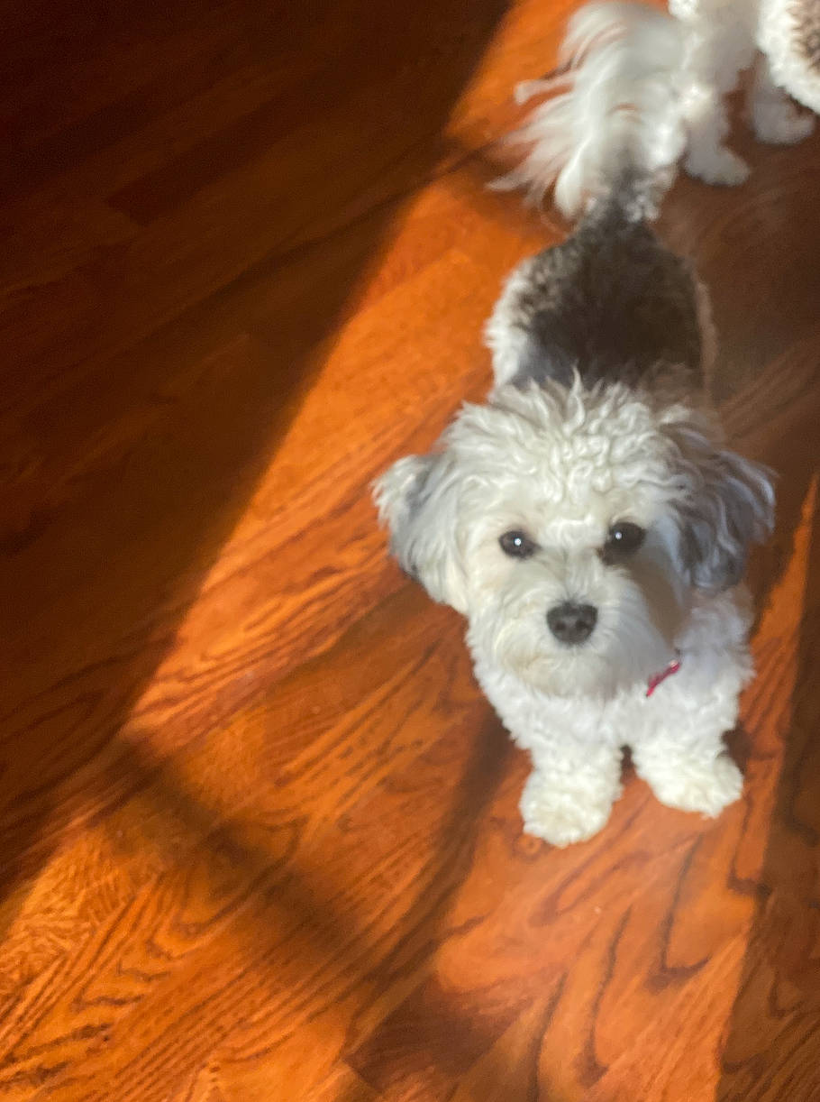 Berlin joined the competition — help win amazing prizes! bichon, bolognese, bolonka, canidae, cavachon, cockapoo, companion_dog, dog, dog_breed, havanese, maltepoo, maltese, mammal, miniature_poodle, morkie, poodle_crossbreed, puppy, schnoodle, toy_poodle, vertebrate