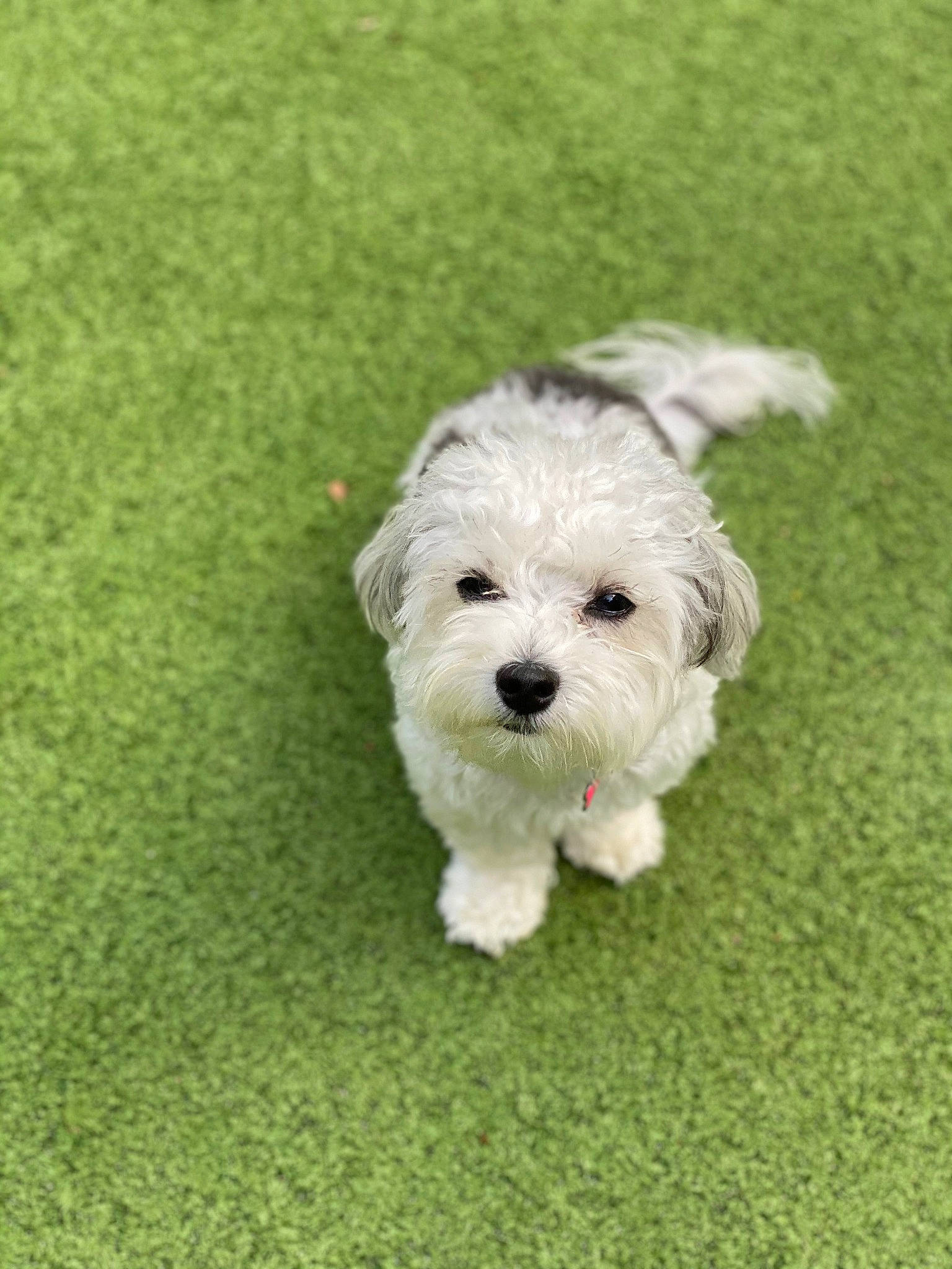 Berlin is registered to the contest to win money with this photo: bichon_frise, bolonka, canidae, carnivore, chinese_imperial_dog, cockapoo, companion_dog, dog, dog_breed, grass, havanese, kyi_leo, maltepoo, maltese, mammal, morkie, puppy, schnoodle, terrier, vertebrate