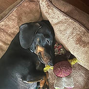 Tyrion participe au concours pour gagner de l'argent avec cette photo : animal, black_dog, canine, cozy, cute, dachshund, dog, ears, fur, home, indoor, paw, pet_bed, relaxed, resting, sleep, sleeping, snout, stuffed_toy, tan_markings