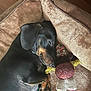 animal, black_dog, canine, cozy, cute, dachshund, dog, ears, fur, home, indoor, paw, pet_bed, relaxed, resting, sleep, sleeping, snout, stuffed_toy, tan_markings