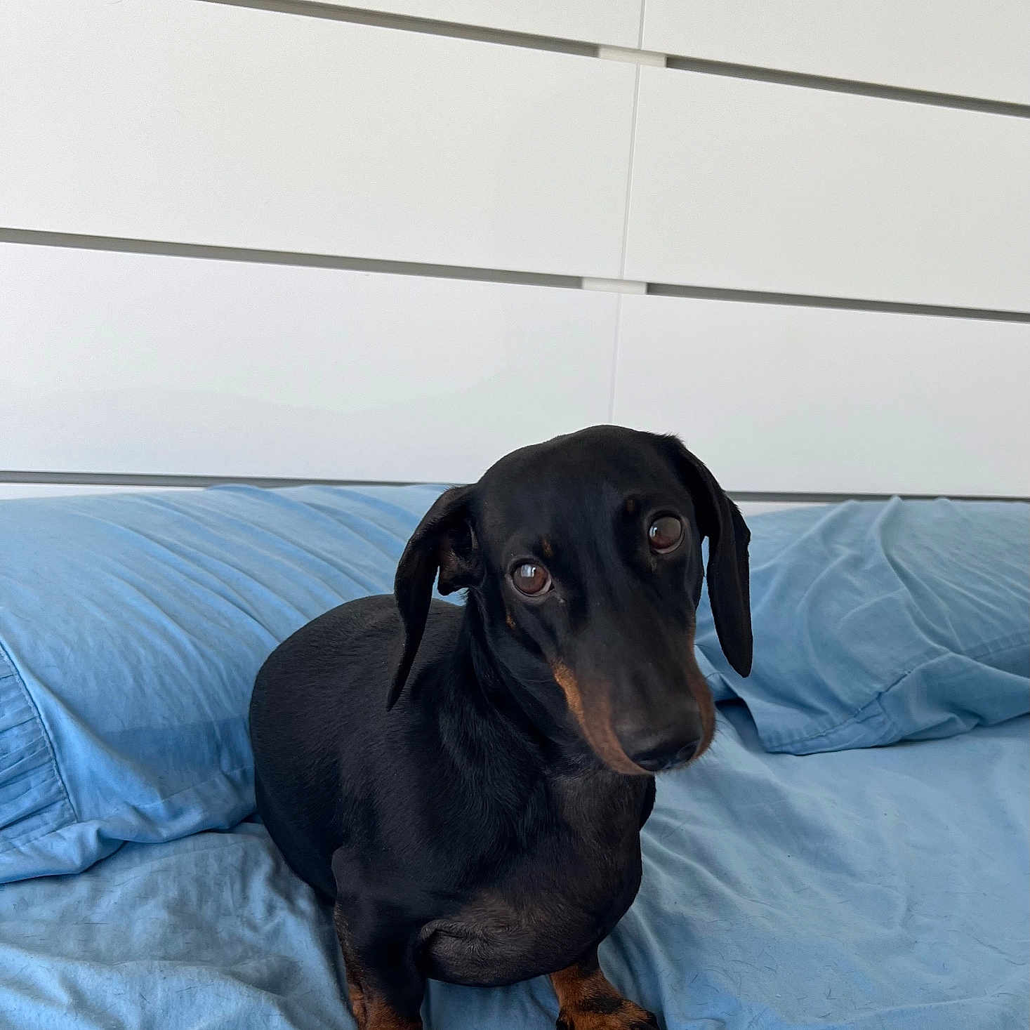 Tyrion participe au concours pour gagner de l'argent avec cette photo : animal, bed, black_dog, blue_bed_sheet, canine, companion, cute, dachshund, dog, domestic_animal, ears, fur, head_tilt, indoor, looking_up, paws, pet, resting, small_dog, snout