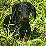 animal, black_dog, canine, closeup, curious, dachshund, daylight, dog, floppy_ears, grass, grass_field, greenery, lying_down, nature, outdoor, pet, shiny_coat, summer, sunlight, watching