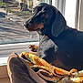 Tyrion participe au concours pour gagner de l'argent avec cette photo : animal, black, blanket, brown, comfort, cozy, dachshund, daylight, dog, dog_bed, domestic, floor, home, indoor, looking_back, pet, reflection, resting, sunlight, window