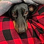 Tyrion a rejoint le concours — aidez-le/la à gagner de superbes lots ! animal, black, blanket, checkered, comfort, cozy, cute, dachshund, dog, ears, face, fur, head, indoor, nose, pet, red, resting, snug, warm