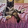 animal, bed, cat, curious, cute, ears, eyes, fluffy, fur, indoor, kitten, muzzle, paws, pet, purple_bedspread, relaxed, sitting, striped, tail, whiskers